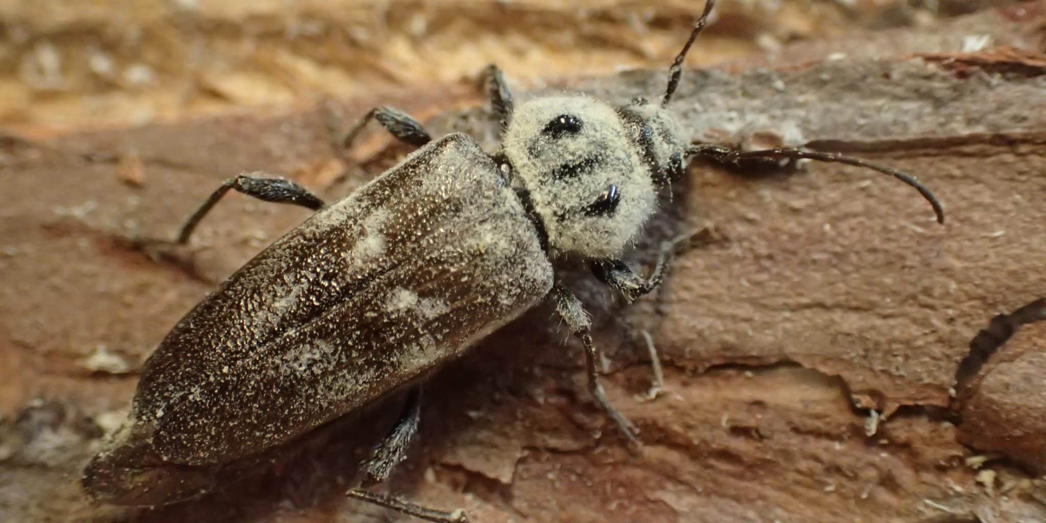 Insektet Husbukk på trematerialer