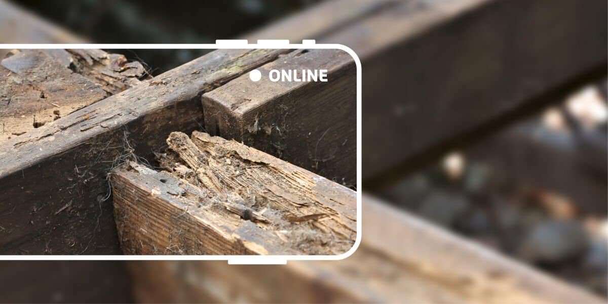Mycoonline illustrasjonsfoto med lafteknute